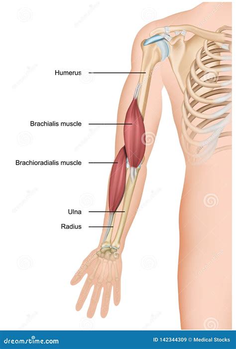 Brachialis and Brachioradialis Muscle Anatomy 3d Medical Illustration Stock Vector ...