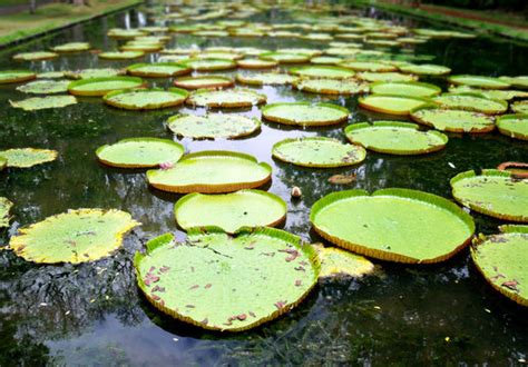 "Victoria Amazonica" Images – Browse 2,673 Stock Photos, Vectors, and Video | Adobe Stock