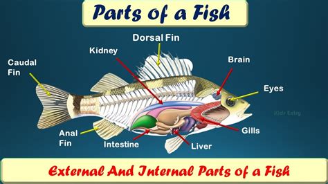 Parts of a Fish | Internal Parts of a Fish | External Parts of a Fish ...