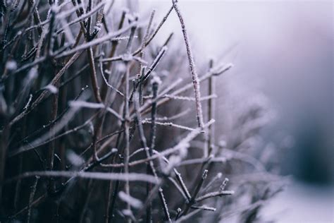 Macro Photography of Branch With Snow · Free Stock Photo