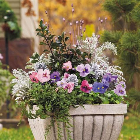 winter garden plants for pots - Cortez Chisolm