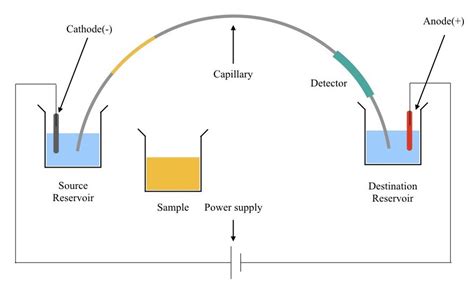 Capillary electrophoresis of DNA- Explained – Genetic Education