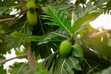 Breadfruit planted in Addu Nature Park on World Food Day – The Times of Addu