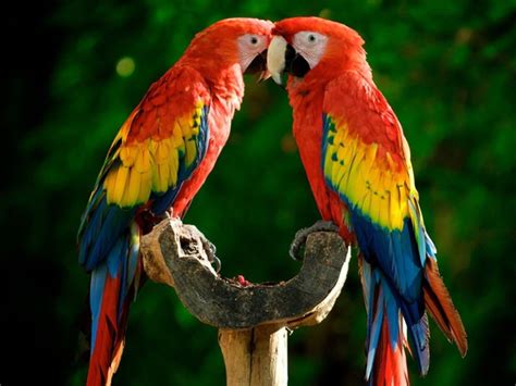 Hormonal Behavior in Parrots: How to Pet a Parrot | BirdSupplies.com