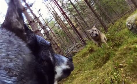 Wolf Attack on Swedish Hunting Dog Caught on GoPro | OutdoorHub