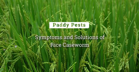 Rice Caseworm: Identification and Control Strategies