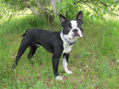 Boston Terrier Breed Guide - Learn about the Boston Terrier.