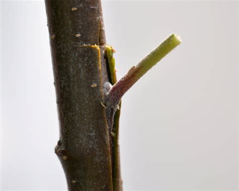 How to do Budding in Rose Plants? | Propagating Roses