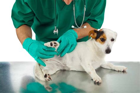 how to treat perineal hernia in dogs.A simple guide for veterinarians - Petazon