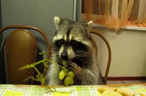 raccoon eating grapes - Google Search | Raccoon funny, Cute raccoon ...