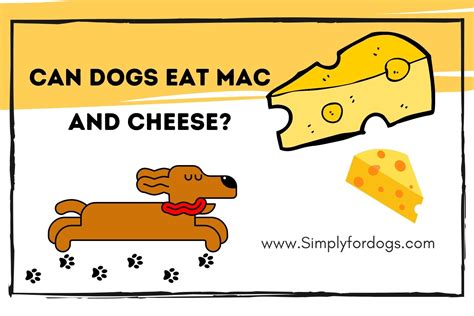 Can Dogs Eat Mac and Cheese? [Is It Dangerous?] - Simply For Dogs