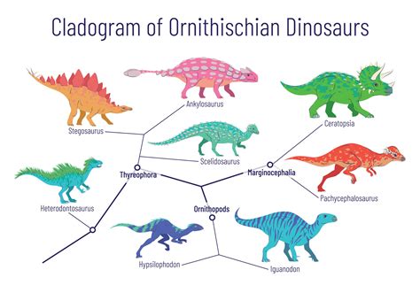 Apa itu Cladogram? Definisi dan Contoh