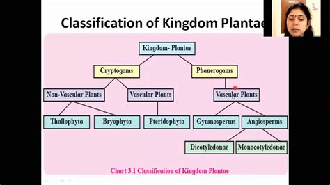 Kingdom Plantae Explanation Classification Concepts Videos Examples - Riset