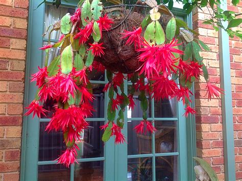 Red Zygo Cactas | Plants, Begonia, Flowers