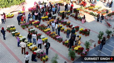 150 types in 3000 pots: PAU campus blooms as chrysanthemum show starts | Chandigarh News - The ...