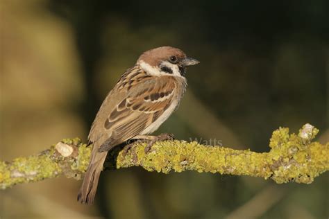 Tree Sparrow - Bird Factfile | Vine House Farm