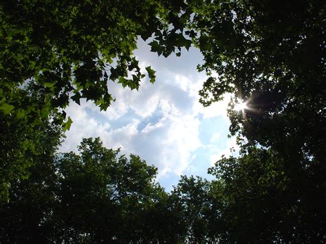 Circle of Trees | I love this spot: it's a circle of trees, … | Flickr