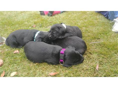 3 Black Lab Puppies for Adoption Salt Lake City - Puppies for Sale Near Me