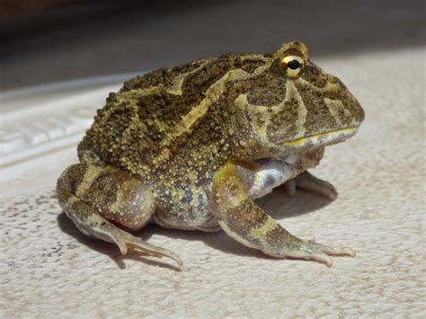 CRANWELL´S HORNED FROG Ceratophrys cranwelli FAUNA PARAGUAY