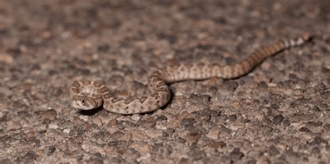 7 Incredible Baby Rattlesnake Facts Everyone Should Know - Animal Corner