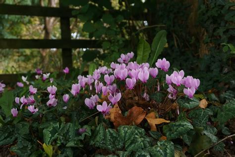 12 Winter Flowering Plants (UK): Beautiful Winter BlooGarden