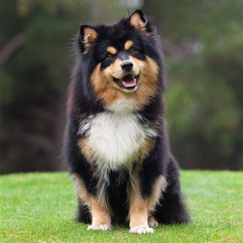 Finnish Lapphund - Temperament, Lifespan, Shedding, Puppy