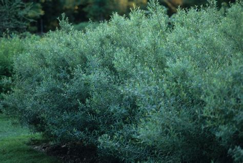 Salix purpurea 'Nana' | Dwarf Arctic Willow | Jim Whiting Nursery