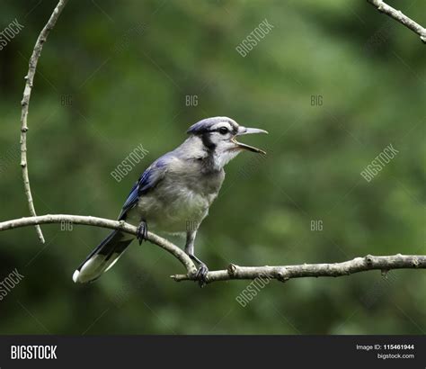 Blue Jay Singing Image & Photo (Free Trial) | Bigstock