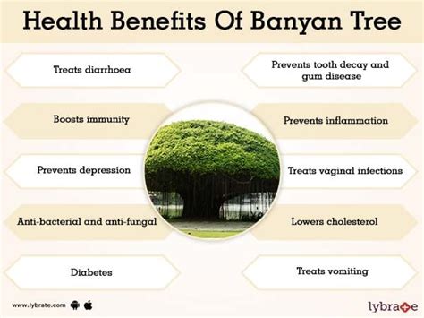 Banyan Tree Benefits | Lybrate