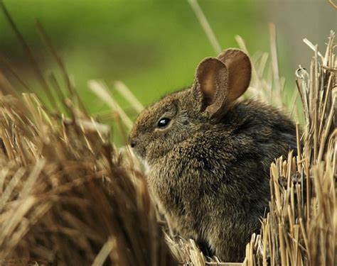 Ecofriendly: Volcano Rabbit