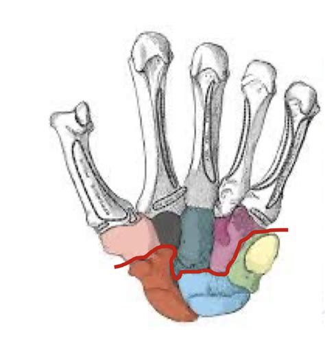 carpal bones diagram Diagram | Quizlet