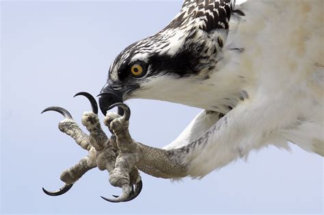 Closeup of Osprey Talons | DeeDee Gollwitzer | Flickr