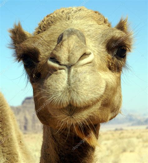 Face of camel | Face of camel — Stock Photo © shanin #3641200