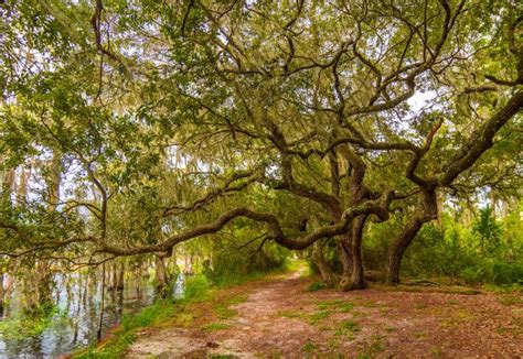 Lake Louisa State Park | Florida State Parks