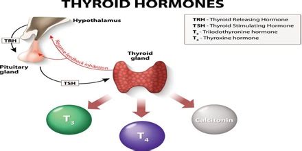 Thyroid Hormones - Assignment Point