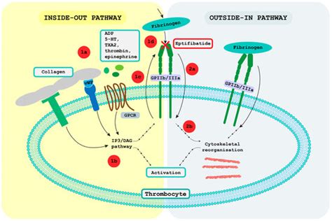 IJMS | Free Full-Text | Eptifibatide, an Older Therapeutic Peptide with New Indications: From ...