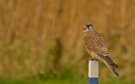 Common Kestrel Bird of Prey wallpaper | 1680x1050 | #12301