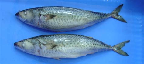 Mackerel: Characteristics,habitat, economic importance and more...