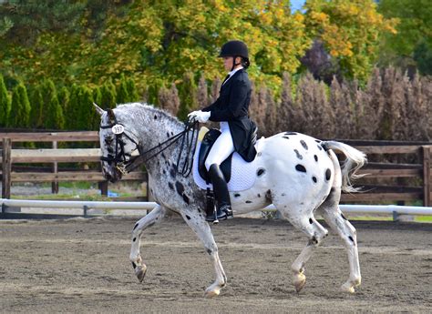 DSC_0110 – Unison Dressage Training