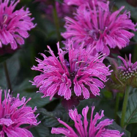 Upscale™ 'Lavender Taffeta' Bee Balm fragrant colorful blooms attract all pollinators. Purple ...