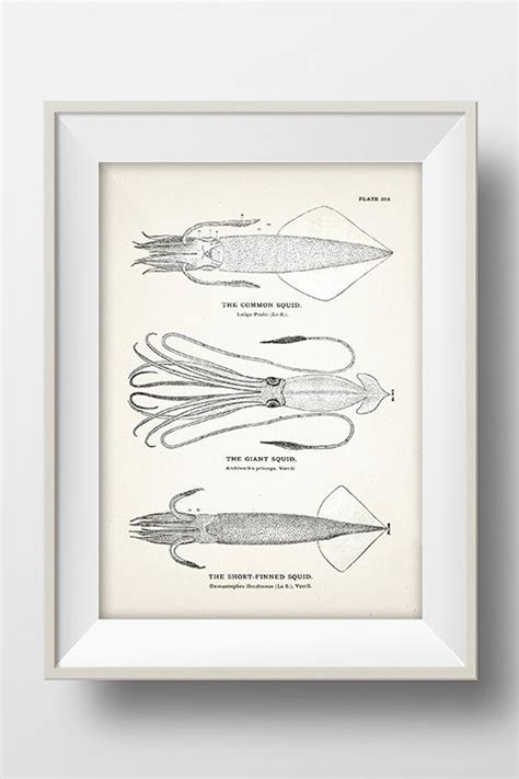 Squid Specimens common Squid Giant Squid Short-finned - Etsy