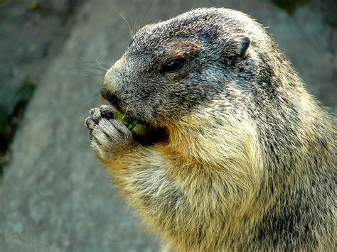 Free photo: Marmot - Animal, Cute, Pet - Free Download - Jooinn