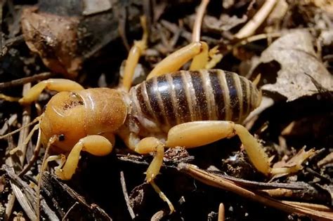 Are Potato Bugs Bite Poisonous & Dangerous Or Useful For Garden?