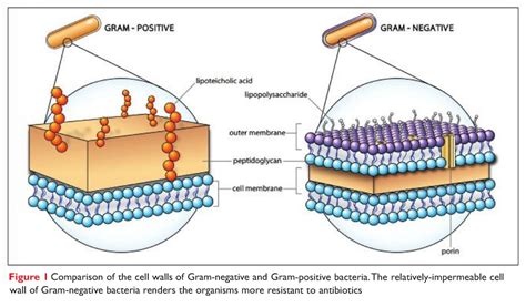 Cell wall gram positive vs gram negative - coffeeWas