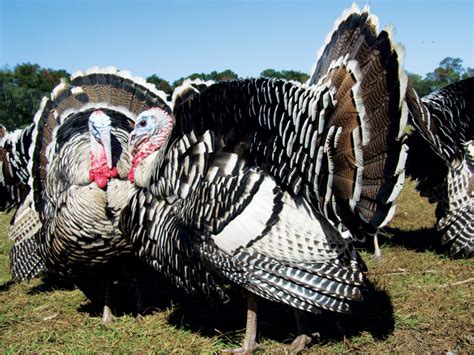 Heritage Turkey Breeds for the Rural American - Grit