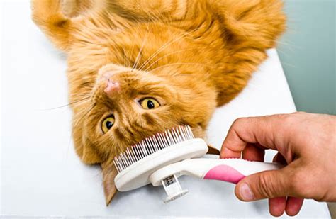 Cat Grooming Tips | ASPCA