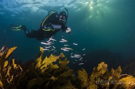 My Experience Scuba Diving In Sydney From Shelly Beach