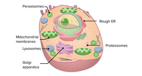 The Cell: Organelles | Concise Medical Knowledge