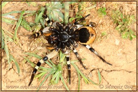 Lycosa tarantula – ArachnoPhoto