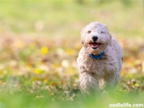 Bichon Poodle Mix Guide (Poochon Guide With Photos) - Oodle Life